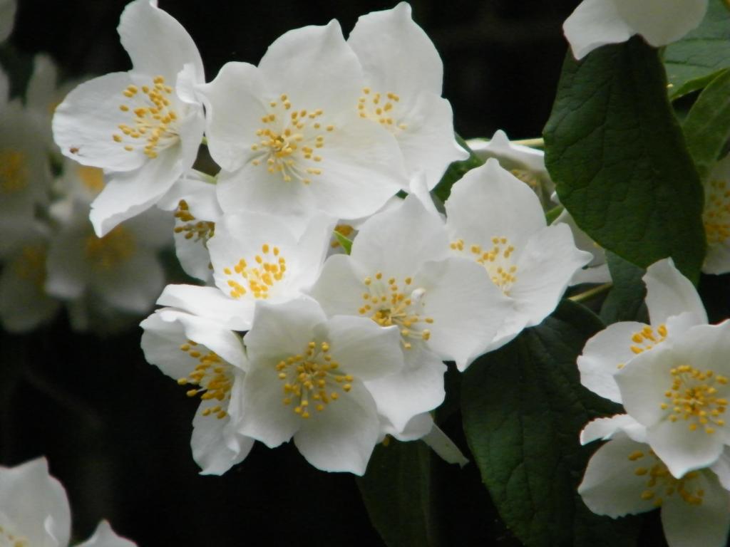 Белые цветы чубушника.