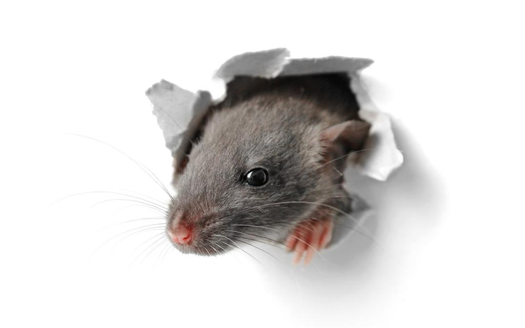 Какой утеплитель не грызут мыши и крысы: обзор, характеристика и .